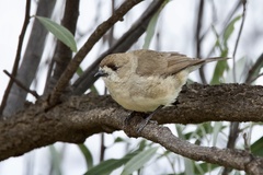 Aphelocephala leucopsis