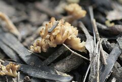 Clavulina cinerea