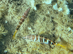 Serranus scriba