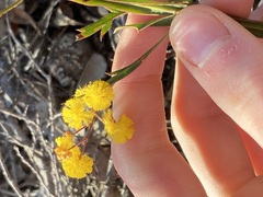 Acacia willdenowiana