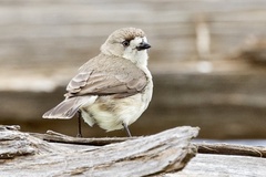 Aphelocephala leucopsis