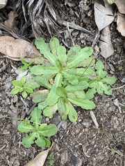 Hypochaeris glabra