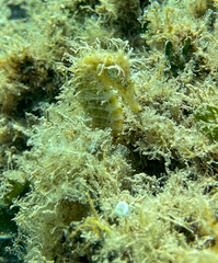 Hippocampus guttulatus