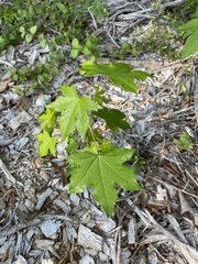 Acer floridanum