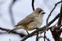 Aphelocephala leucopsis