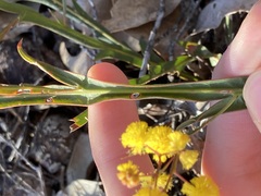 Acacia willdenowiana