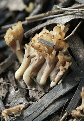 Clavulina cinerea