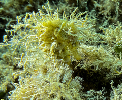 Hippocampus guttulatus