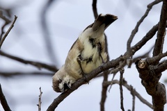 Aphelocephala leucopsis