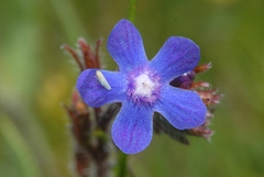 Anchusa azurea