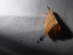 Falcaria lacertinaria