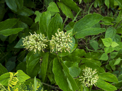 Phanera pulla