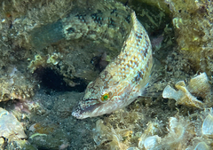 Symphodus tinca