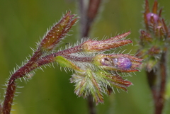 Anchusa azurea