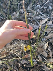 Acacia willdenowiana