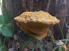 Aurantiporus croceus