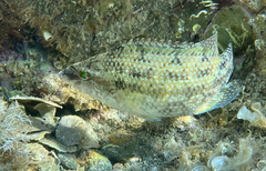 Symphodus tinca