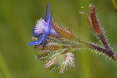 Anchusa azurea