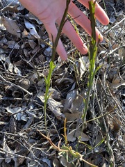 Acacia willdenowiana