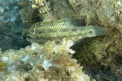 Symphodus tinca