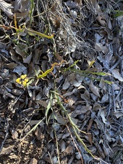 Acacia willdenowiana