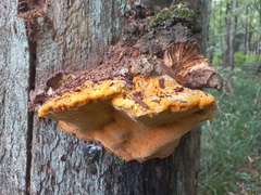 Aurantiporus croceus