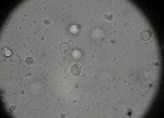 Clavulina cinerea