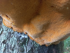 Aurantiporus croceus