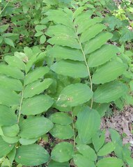 Polygonatum multiflorum