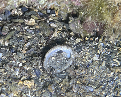 Haliotis tuberculata
