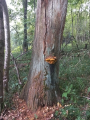 Aurantiporus croceus