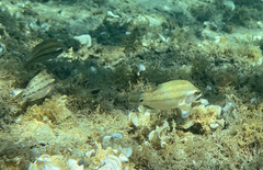 Symphodus tinca