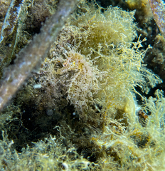 Hippocampus guttulatus