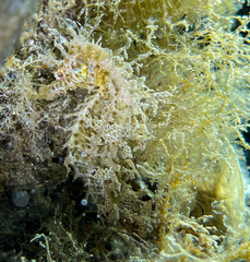 Hippocampus guttulatus