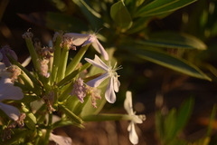 Nerium oleander