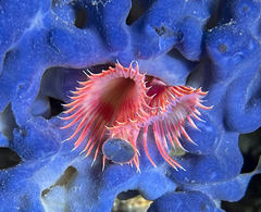 Serpula vermicularis