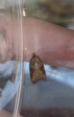 Acleris laterana