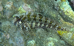 Parablennius gattorugine