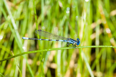 Argia leonorae