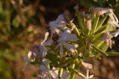Nerium oleander
