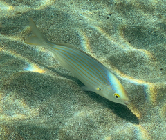 Sarpa salpa