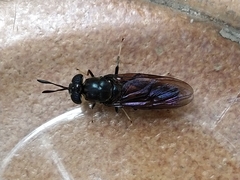 Hermetia illucens