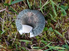 Russula crustosa