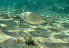 Sarpa salpa