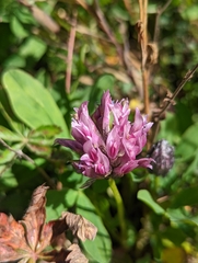 Trifolium parryi