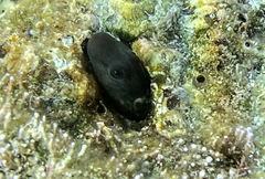 Microlipophrys canevae