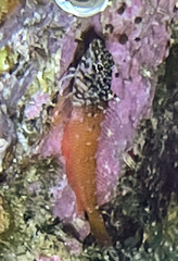 Tripterygion melanurus