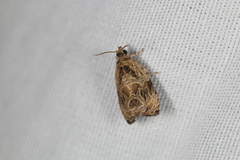 Olethreutes furfuranum