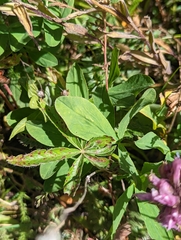 Trifolium parryi