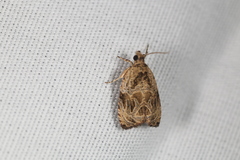 Olethreutes furfuranum